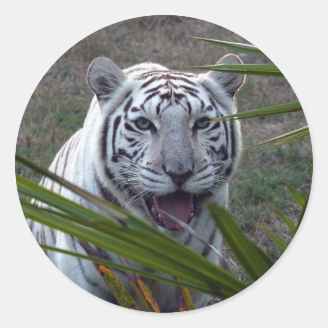 Sticker Rond Tigre blanc_6170e (Devant)