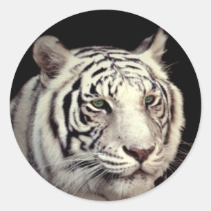 Sticker Rond Tigre blanc du Bengale