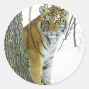Sticker Rond Tigre CUB dans la neige jetant un coup d'oeil