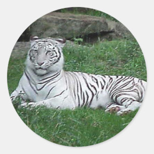 Sticker Rond Tigre de Bengale blanc