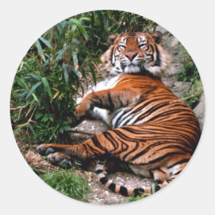 Sticker Rond Tigre du Bengale