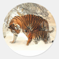 Tigre et Cub, Scène d'hiver,