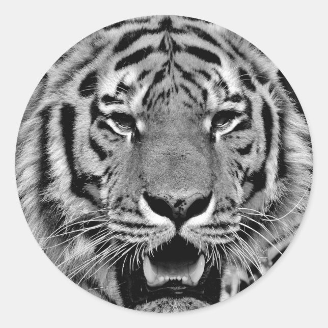Sticker Rond Tigre noir et blanc (Devant)