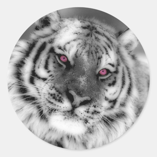 Sticker Rond Tigre teinté rose (Devant)