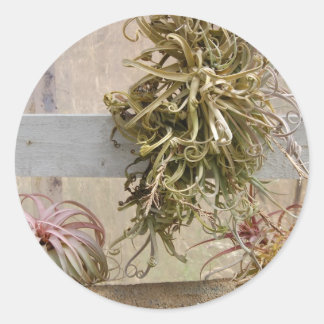 Sticker Rond Tillandsia
