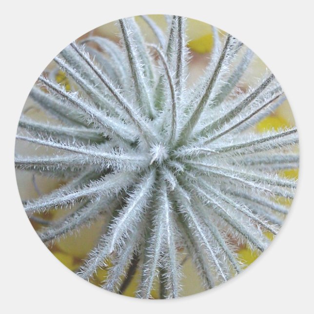 Sticker Rond Tillandsia tectorum (Devant)
