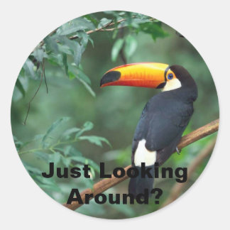 Sticker Rond Toco Toucan, Juste En Regardant Autour ?