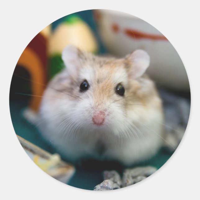 Sticker Rond Tofu le hamster (Devant)