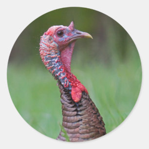 Sticker Rond Tom sauvage