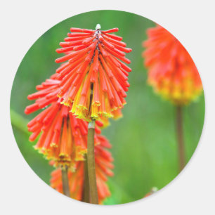 Sticker Rond Torch Lily (Kniphofia Uvaria), Cap occidental