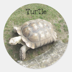 Sticker Rond Tortue