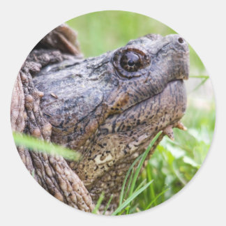 Sticker Rond Tortue