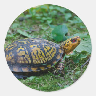 Sticker Rond Tortue à boîte orientale
