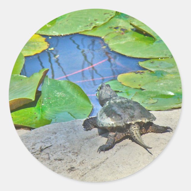 Sticker Rond Tortue commune - Chelydra serpentina (Devant)
