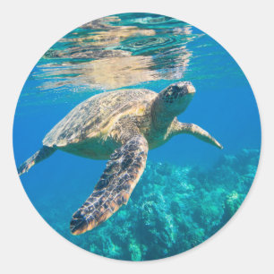 Sticker Rond Tortue de mer