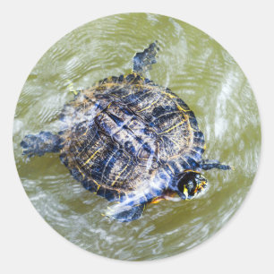 Sticker Rond Tortue de natation dit Bonjour
