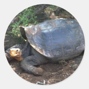 Sticker Rond Tortue géante des Galapagos (type Saddle-Backed) l