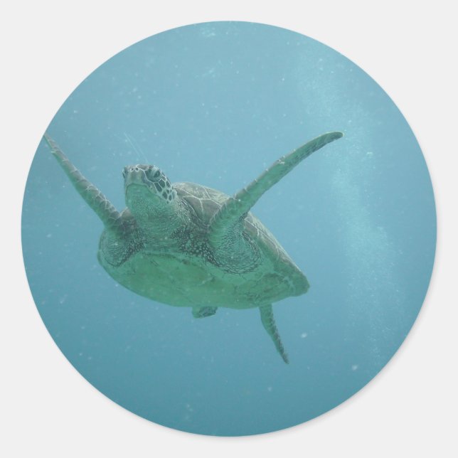 Sticker Rond Tortue marine (Devant)