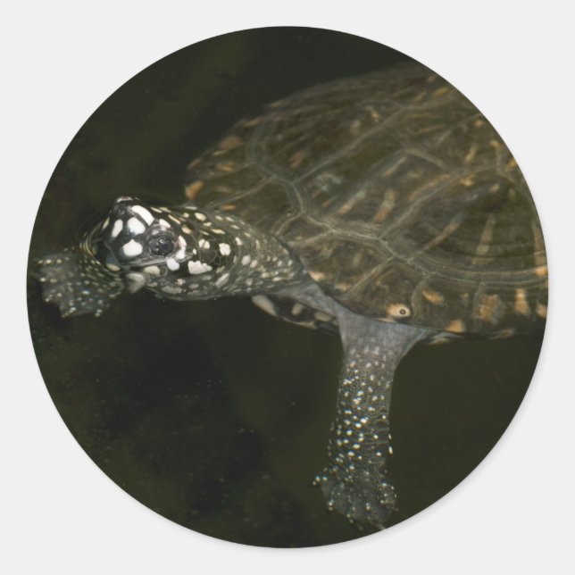Sticker Rond Tortue qui nage (Devant)