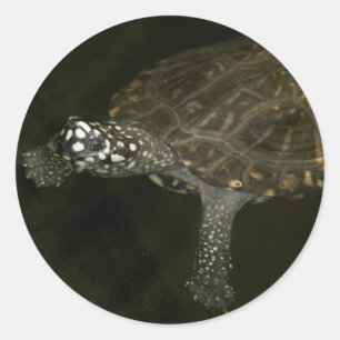 Sticker Rond Tortue qui nage