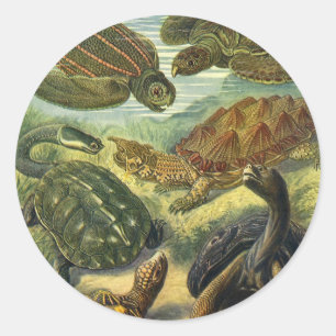 Sticker Rond Tortues terrestres et tortues marines vintage par 