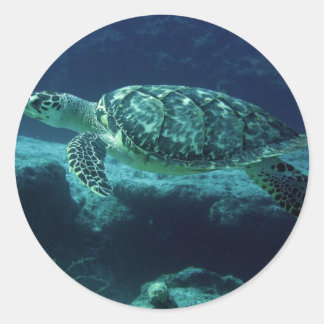 Sticker Rond Tortuga