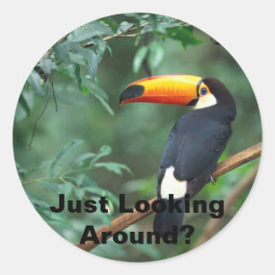 Sticker Rond Toucan de Toco, regardant juste autour ?