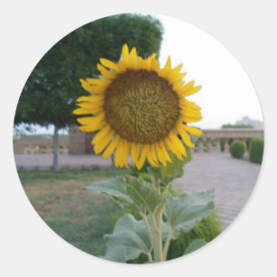 Sticker Rond Tournesol