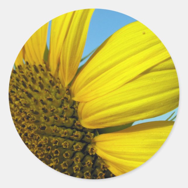 Sticker Rond Tournesol (Devant)