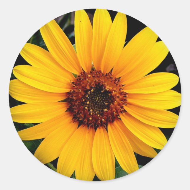 Sticker Rond Tournesol (Devant)