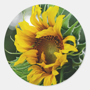 Sticker Rond Tournesol