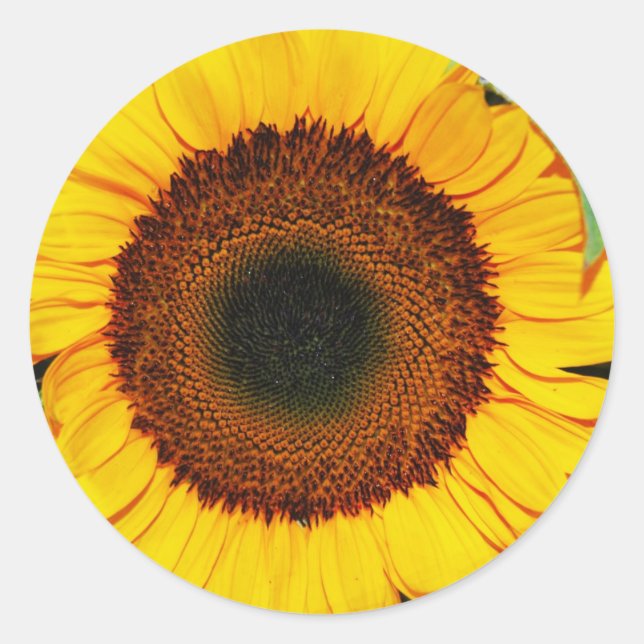 Sticker Rond tournesol (Devant)