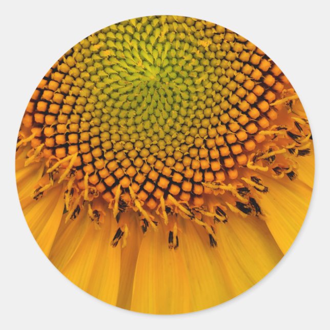 Sticker Rond Tournesol (Devant)