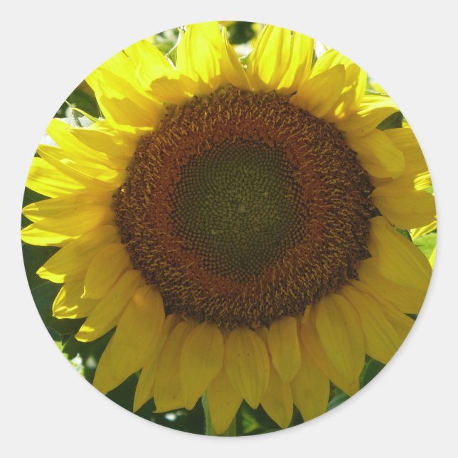 Sticker Rond Tournesol (Devant)