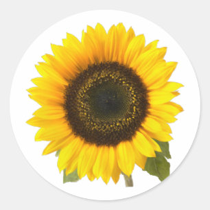 Sticker Rond Tournesol