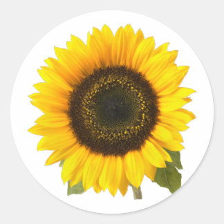 Sticker Rond Tournesol