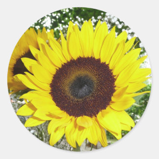 Sticker Rond Tournesol