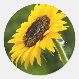 Sticker Rond Tournesol