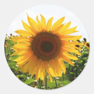 Sticker Rond Tournesol ensoleillé
