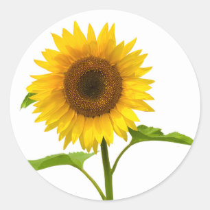 Sticker Rond Tournesol floral Tournesol jaune