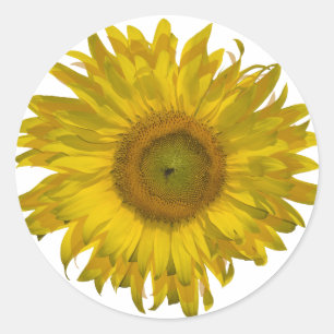 Sticker Rond Tournesol jaune