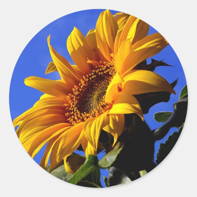 Sticker Rond Tournesol jaune vif (Devant)