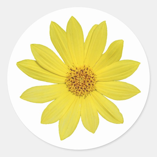 Sticker Rond Tournesol "Reine du citron" de Helianthus (isolé) (Devant)