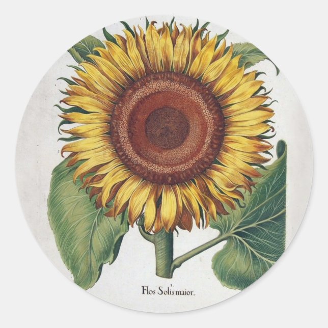 Sticker Rond Tournesol Vintage Damas Fleur Art (Devant)