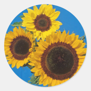 Sticker Rond Tournesols contre clôture bleue