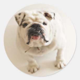 Sticker Rond Très mignon Bulldog