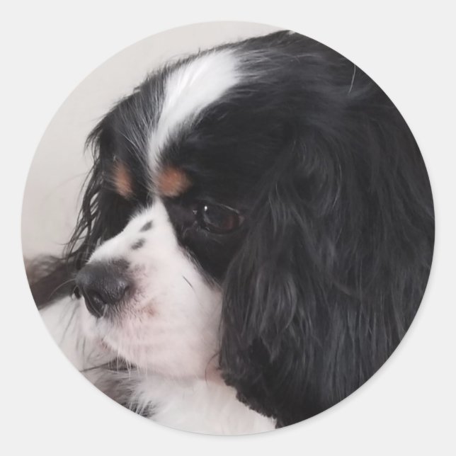 Sticker Rond Tri Couleur Cavalier King Charles (Devant)