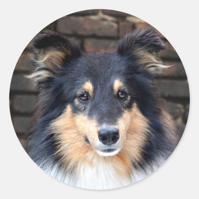 Sticker Rond Tricolor Sheltie face (Devant)