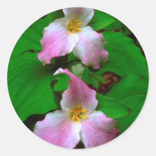 Sticker Rond Trillium Fleur sauvage