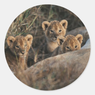 Sticker Rond Trio de bébés lions âgés de six semaines assis